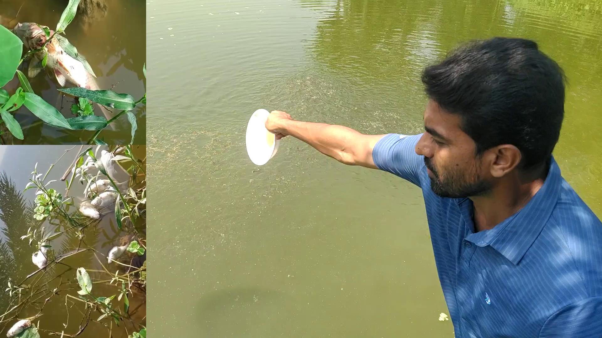 ভালুকায় টয়লেটের মল ফেলে লাখ  টাকার মাছ মারার অভিযোগ